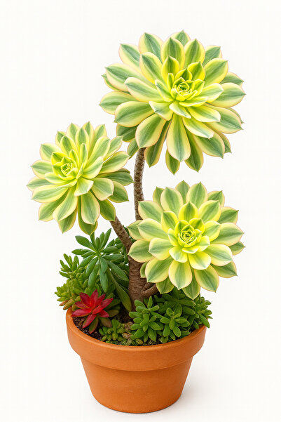 Sukulent İthal Çelik Aeonium ‘’ – Kore Koleksiyonluk Özel Tür Ağaç Form (8 cm)