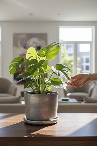 EL YAPIMI Büyük Boy Özel Tasarım Beton Saksı Tabak 20 Cm ( 5 Lt. )