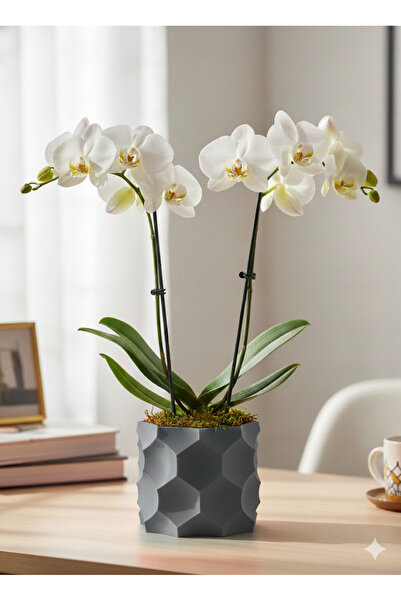 kaan3d dekoratif saksı-Orkide Saksısı-Ev Gereçleri