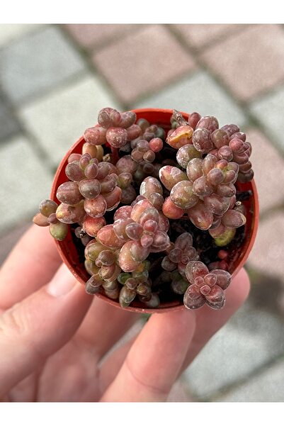 SukuLand Sedum Stahlii Ithal Koleksiyonluk Özel Tür Sukulent 5,5cm Saksıda