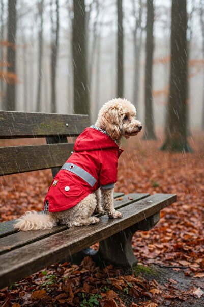 salya store معطف واق من المطر للكلاب باللون الأحمر، معطف واق من المطر للكلاب مقاوم للماء، ملابس للكلاب، معطف واق من المطر للكلاب