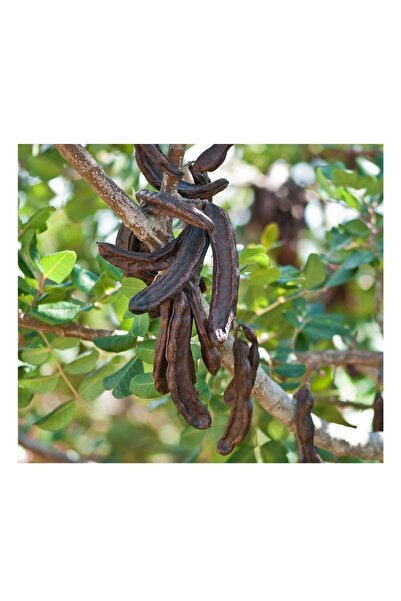 Yaren Keçiboynuzu Meyve 250 Gr