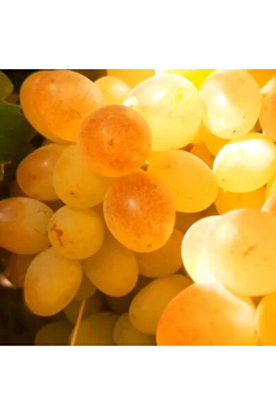 Fidan 2'li Paket Sultaniye Üzüm I
