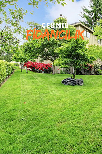 ÇERMİK FİDANCILIK 6 Karışımlı Dört Mevsim Ekilen Çim Tohumu 5 Kğ