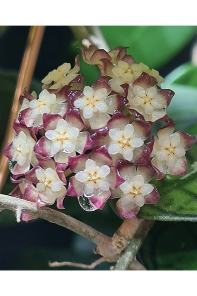 PLANT Hoya Gunung Gading Mum Çiçeği
