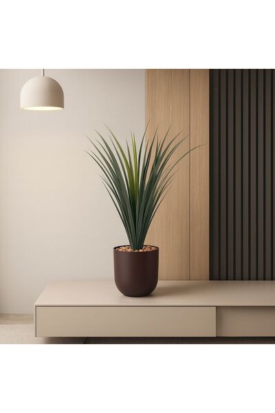 co arma Cactus tree in a plastic pot - 70 cm in a round plastic container