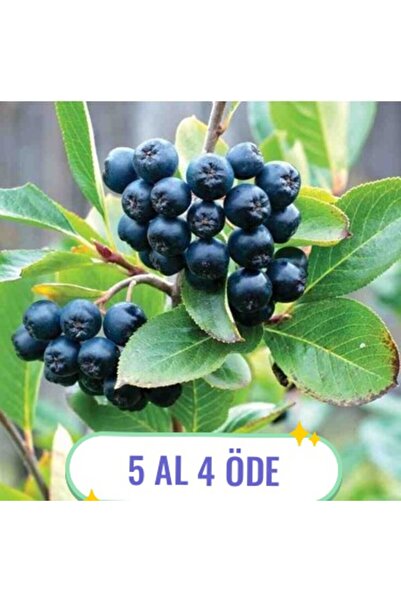 FİDANKÖY Aronya Fidanı Saksılı/tüplü