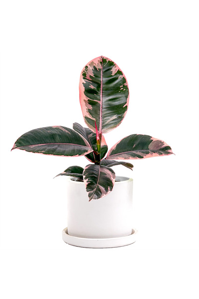 Fidanburada Pembe Alacalı Kauçuk Mini (Ficus Elastica Belize) Ruby Beyaz Saksılı