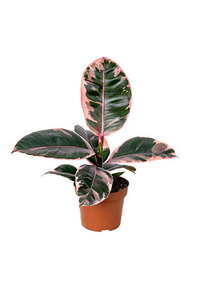 Fidanburada Pembe Alacalı Kauçuk Mini (Ficus Elastica Belize)