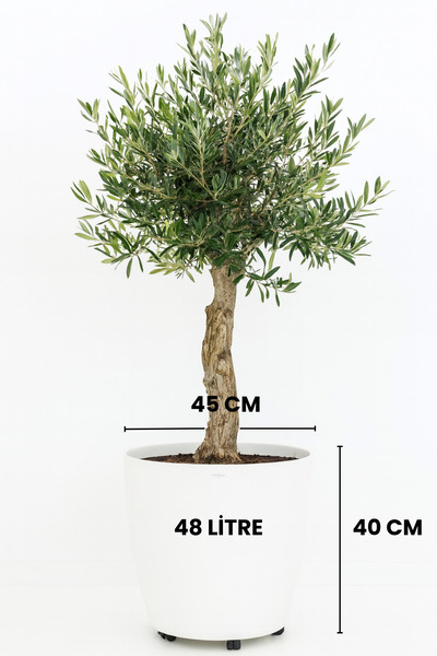 Melkan Home Beyaz Tekerlekli Saksı 48 Litre Büyük Saksı Geniş Hacimli Tekerlekli Saksı Beyaz 45x40 Cm