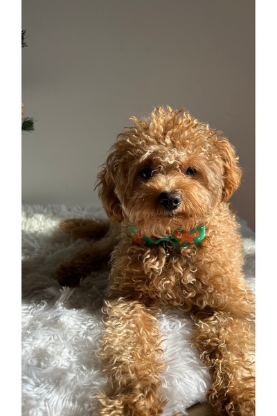 MeloKids Cookie Man Patterned Christmas Collar - for Cats and Small Breed Dogs