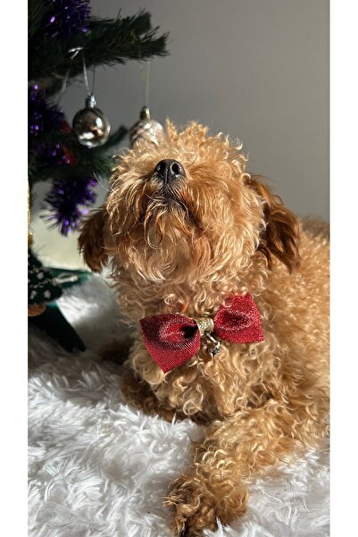 MeloKids Christmas Themed Burgundy Glitter Ribbon Cat and Small Breed Dog Collar