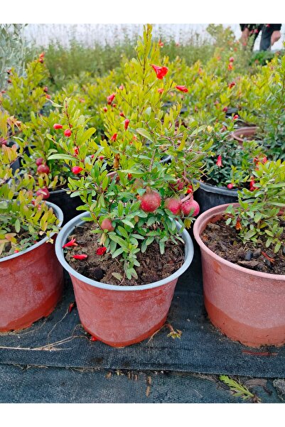 YEŞİLVADİ Süs narı