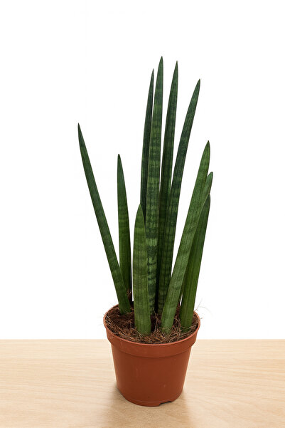 Floryalibotanik Paşa Kılıcı Sansevieria Cylindrica Canlı İthal Hava Temizleyi...