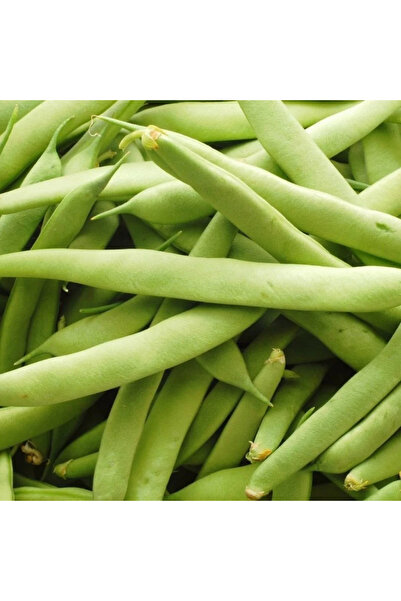 Seminis Fasulye tohumu 1 KG