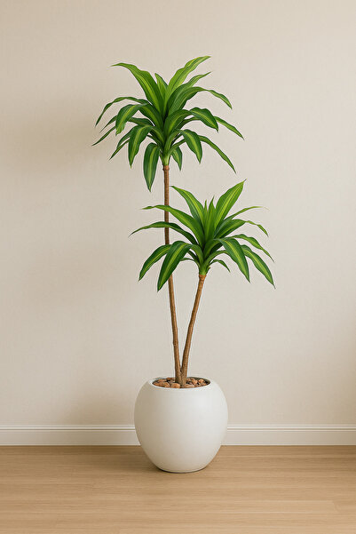 SADANHOME Corn plant, 2 branches, plastic pot - 130 cm