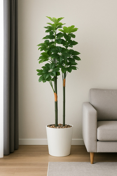 SADANHOME Schefflera tree, plastic pot - 160 cm