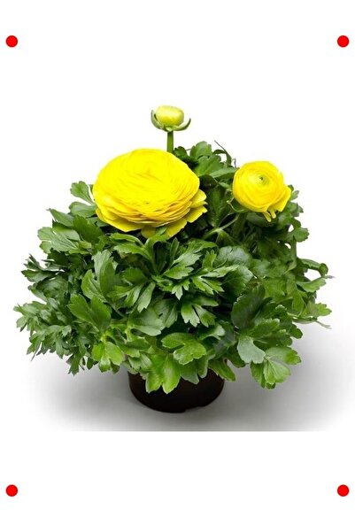 Genel Markalar Sarı Renk Kalıcı Katlı Şakayık Tohumu (5 Adet)