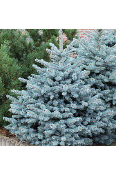 Outdoor Plant Silver-Blue Spruce (Picea pungens) 'Super Blue' - Christmas Tree