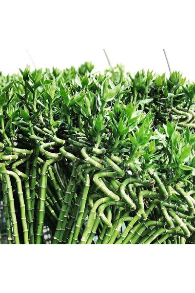 Indoor Plant Lucky Spiral Bamboo (Dracaena sanderiana) – 100 cm, decorative indoor Feng Shui plant