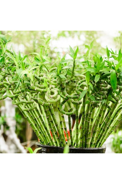 Indoor Plant Lucky Spiral Bamboo (Dracaena sanderiana) – 100 cm, decorative indoor Feng Shui plant