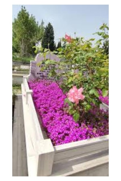 Köy Tohumları 200 Adet Tohum Nadir İthal Asterix Astarix Asteriks Mezarlık Mezar Kabir Çiçeği Tohumu Taze Hasat