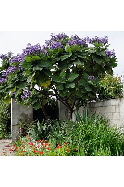 Planta de Gradina Paulownia tomentosa (Arborele Printesei) - ornamental tree ...