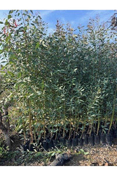 ASES 2 adet, 3 YAŞ TÜPLÜ HIZLI BÜYÜYEN,BATAKLIK KURUTAN OKALİPTUS FİDANI BOY ...