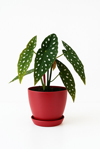 Melkan Home 6 Litre Begonya Saksı – 22x21 cm Mat Bitki Saksısı | İç ve Dış Me...