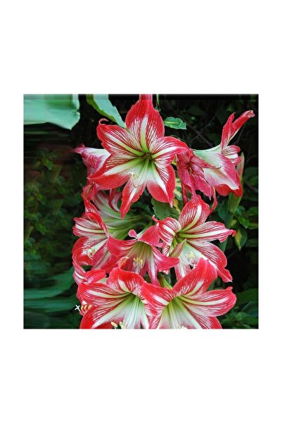 Vipfoni 3 Adet Kırmızı Beyaz Kokulu Lilyum (Zambak) Çiçeği Soğanı