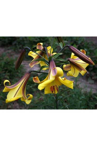 Vipfoni 3 Adet Sarı Mor Kokulu Lilyum (Zambak) Çiçeği Soğanı