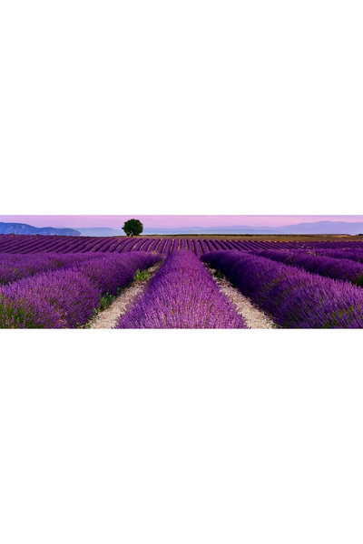 D'Rose Natural Cosmetic Natural Herbal Lavender Soap 100 Gr - Silky Soap with Special Skin Care Formula That Does Not Dry the Skin