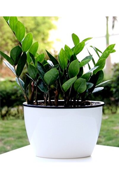 Saksıdan Sofraya Kendinden Sulamalı Parlak Oval Akıllı Saksı (Küçük Boy)