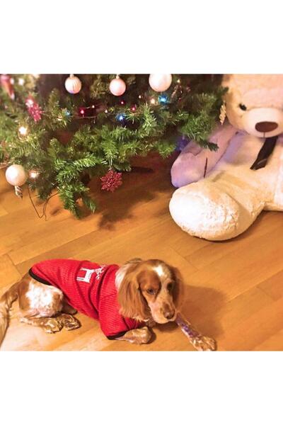 Alphadog Red Deer Medium Breed Dog Christmas Sweater (15-20 kg Suitable))