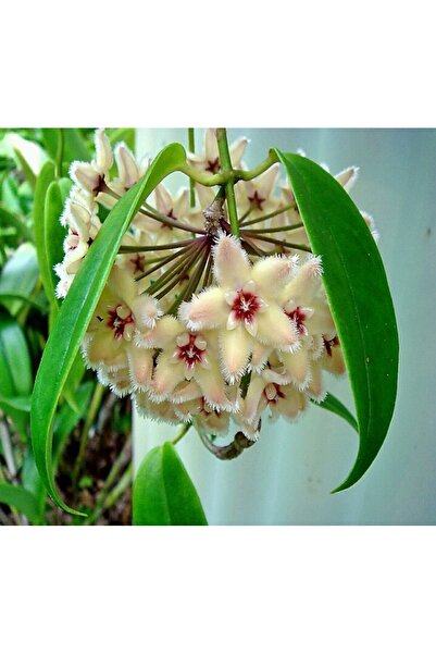 Byaysima Gelişmiş Mum Çiçeği,50.Cm VanilyaKrem Tonu,Yoğun Kokulu,Sarmaşık Canlı Hoya Carnosa Salon Bitkisi