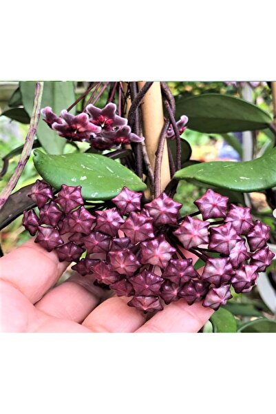 Byaysima Gelişmiş Mum Çiçeği 50.Cm Koyu Mor Renk Canlı Saksıda Yoğun Kokulu H...