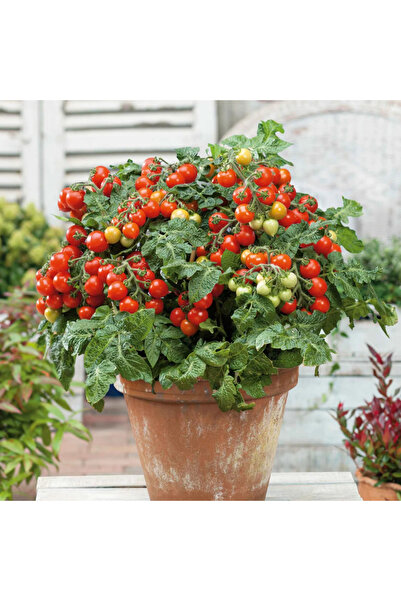 Tohum Dünyası 10+ Adet Tiny Tim Çalı Tipi Kiraz Domates Tohumu- Saksıya Uygun