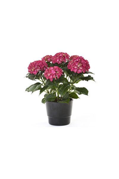 Mimoza Kırmızı Ortanca Fidanı Kırmızı 20-40 cm, Saksıda