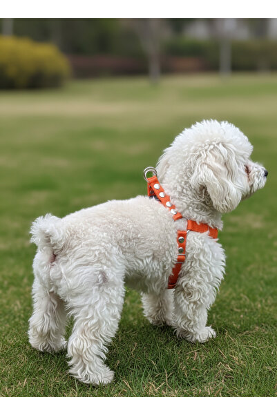 balkonda Dog Collar Small and Medium Breed Adjustable Column Cord