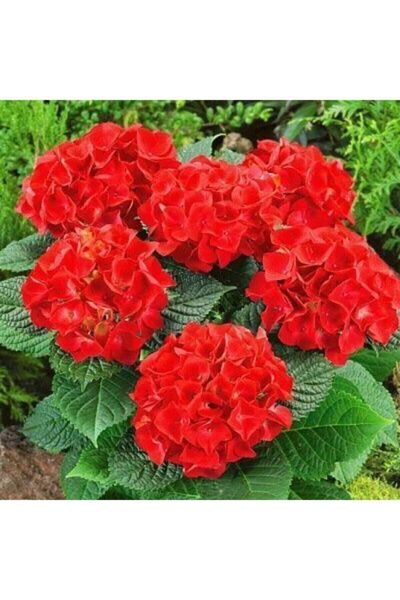 Mimoza Kırmızı Ortanca Fidanı 10-20 cm