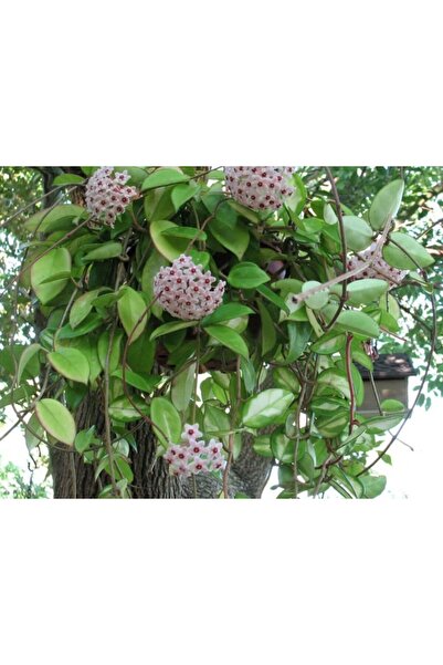 Mimoza Mum Çiçeği Fidanı Hoya Carnosa 1 Adet 10-20 cm