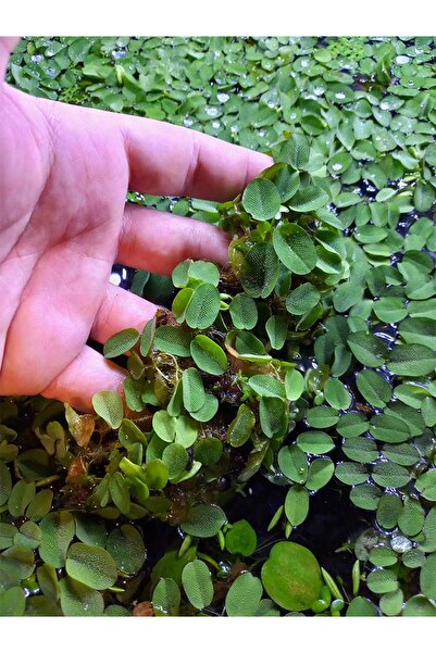 Water in Space Salvinia Auriculata - Akvaryum Su Üstü Bitkisi - Nitrat Emici Yosun Önleyici ve Yavru Saklanma Alanı