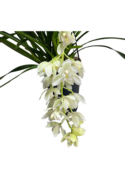 Betonish Cymbidium Cascade 'Ice' (Simbidyum Orkide)