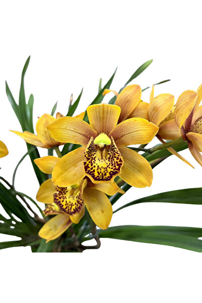 Betonish Cymbidium 'Rustic Orange' (Simbidyum Orkide)