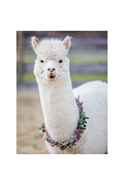 RAVENSBURGER Alpaca Puzzle, 200 Pieces