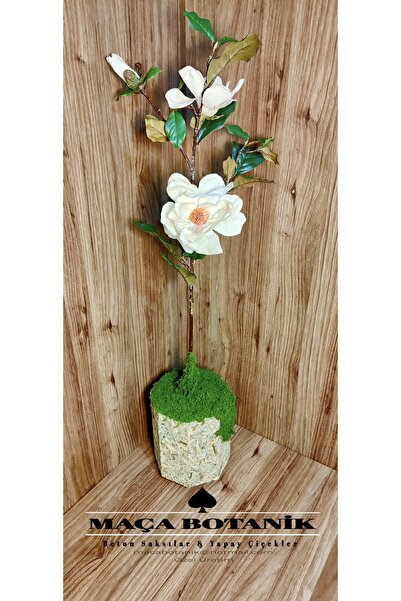 BEDİ Ağaç saksılı manolya ağacı