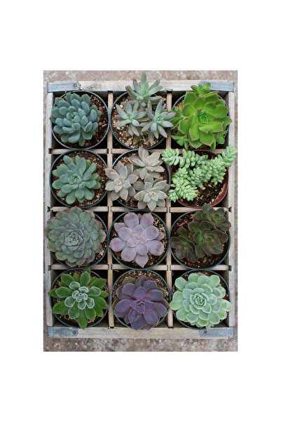 RAVENSBURGER Puzzle Plante Suculente, 300 de Piese