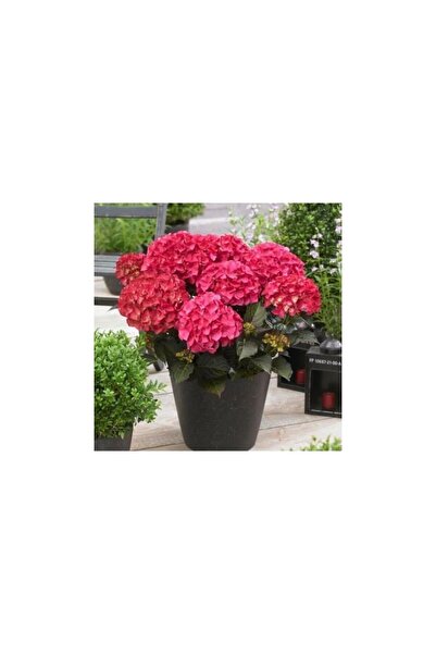 Mimoza Ortanca Çiçeği Fidanı Koyu Pembe Renk 10-20 cm