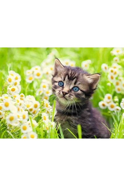 RAVENSBURGER Puzzle Kitten in the Field, 500 Pieces