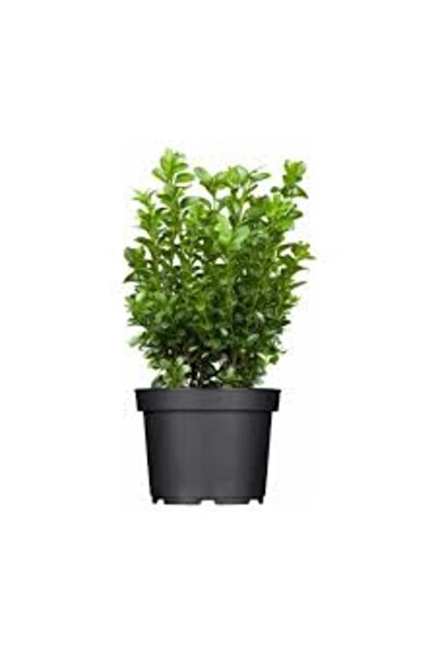 Mimoza Şimşir (Buxus Sempervirens) Fidanı 10-20 cm
